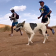 Illustration for article titled Dog Runs Grueling Desert Ultramarathon Just For Fun